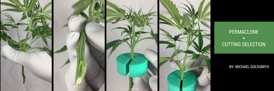 Ideal Cannabis Cuttings -- PermaClone Style!
