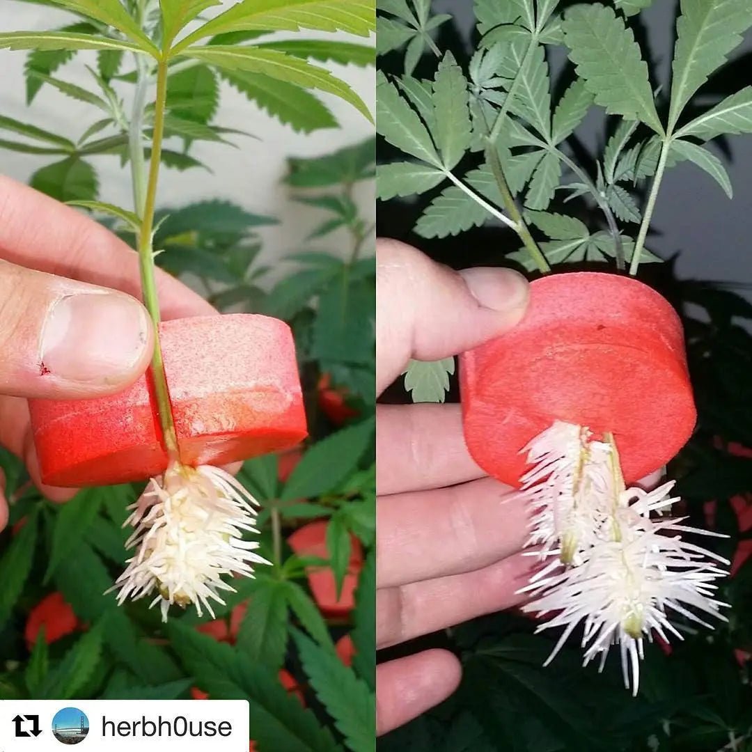 Advanced Aeroponic Cloning -- THE SECRETS! - PermaClone