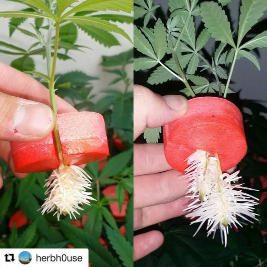 Advanced Aeroponic Cloning -- THE SECRETS! - PermaClone