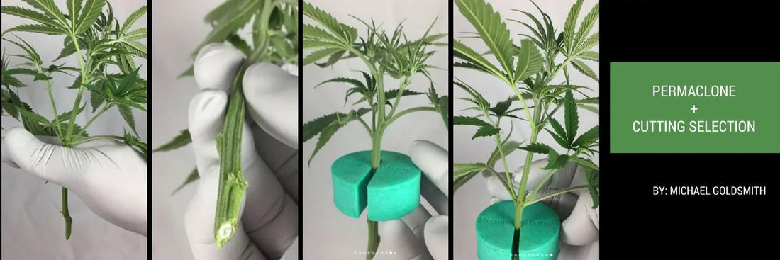 Ideal Cannabis Cuttings -- PermaClone Style! - PermaClone