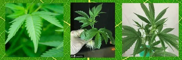 Mother of All Clones