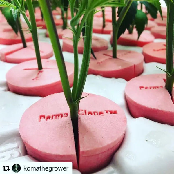 PermaClone is experiencing a little Instagram Fan fame