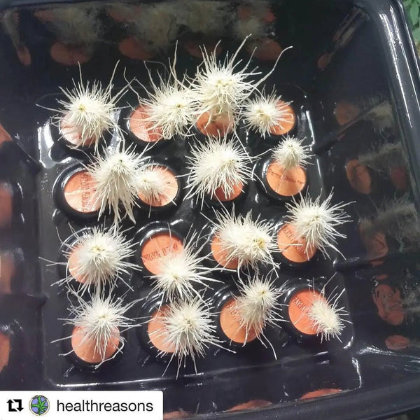 The 3 Reasons Cloners Fail