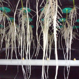 PermaClone™ 41mm/1.625" Cloning Collars - SIZES FOR ALL LEADING BRANDS