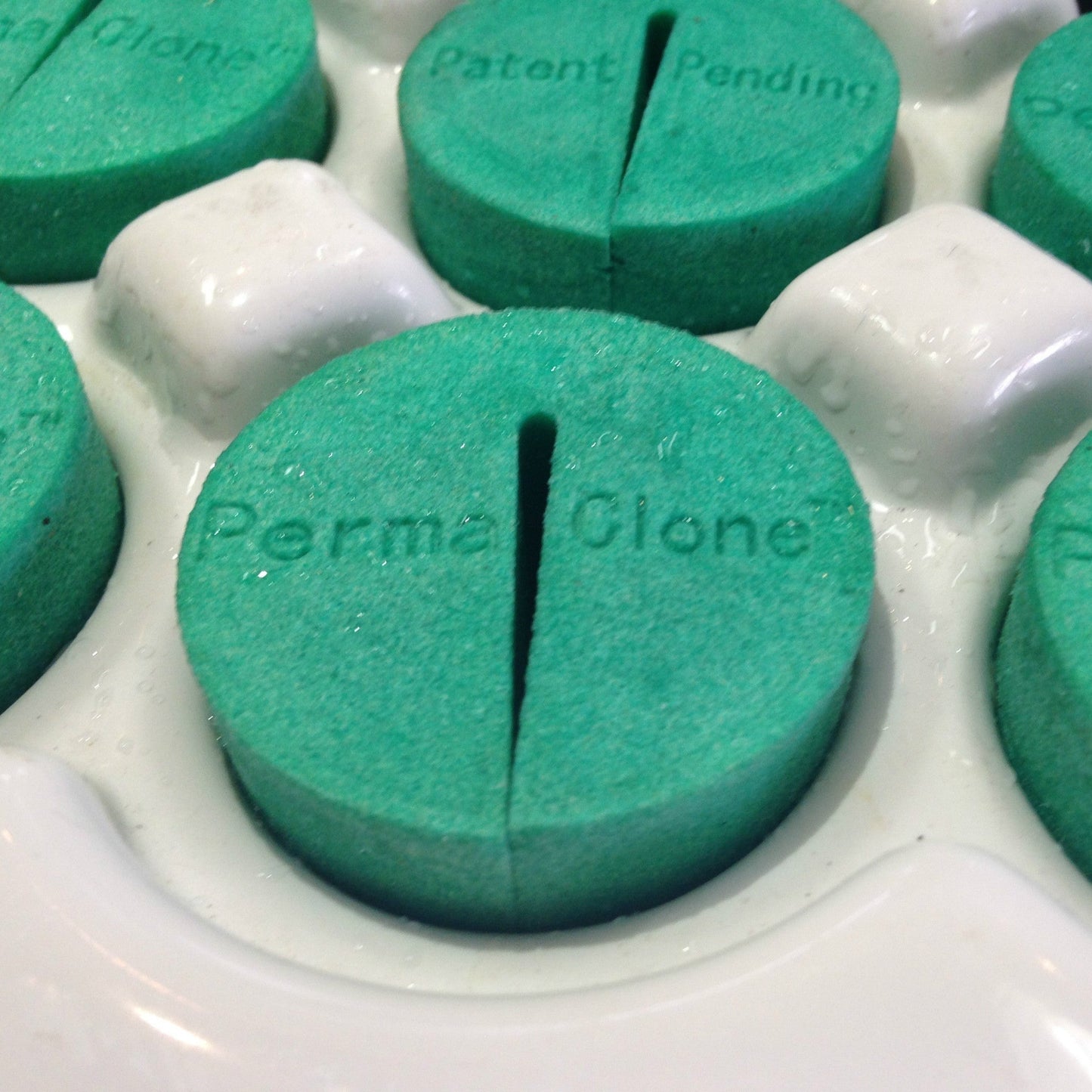 PermaClone™ 39mm/1.5" Collars- SIZES FOR ALL LEADING BRANDS PhenoSelex, INC