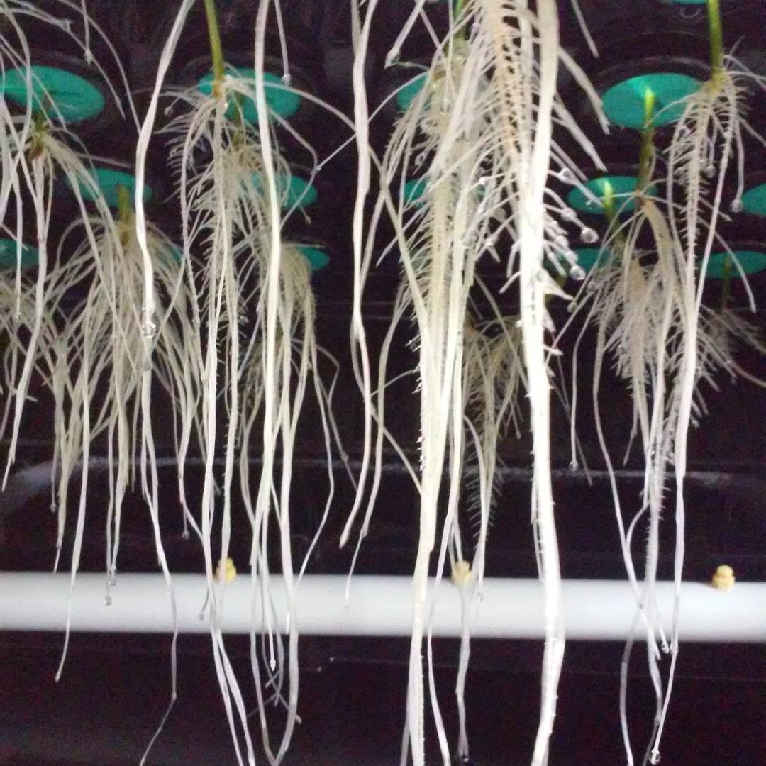PermaClone™ 41mm/1.625" Cloning Collars - Fit the Botanicare® 25, 45, 77, & 180 site Power Cloner® systems AND the Clone King's® 36 and 64 Site Systems - PermaClone