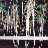 PermaClone™ 41mm/1.625" Cloning Collars - Fit the Botanicare® 25, 45, 77, & 180 site Power Cloner® systems AND the Clone King's® 36 and 64 Site Systems - PermaClone