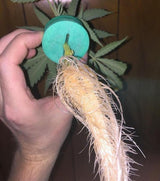 PermaClone™ 46mm/1.75" Cloning Collars - Fits TurboKlone®, Oxyclone®, Clone King®, Whole Plant Tech, and many 2" net pots used in DIY cloning systems - PermaClone