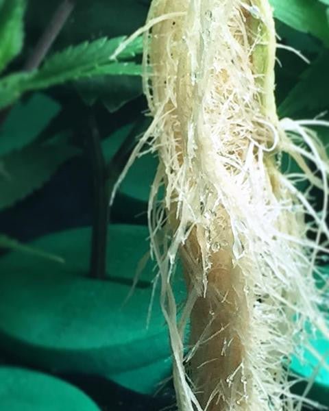 PermaClone™ 46mm/1.75" Cloning Collars - Fits TurboKlone®, Oxyclone®, Clone King®, Whole Plant Tech, and many 2" net pots used in DIY cloning systems - PermaClone