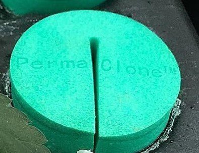 PermaClone™ 48mm/1.9" Cloning Collars - fitting into an EZ-Clone classic system.