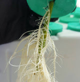 PermaClone™ 48mm holding a cutting, showing prolific root development. You can see an EZ-Clone Low Pro in the background.