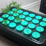 PermaClone™ 48mm/1.9" Cloning Collars fill an AquaClone System with a few cuttings placed.