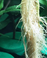 Prolific roots on a cutting inside a PermaClone™ 48mm/1.9" Cloning Collar.