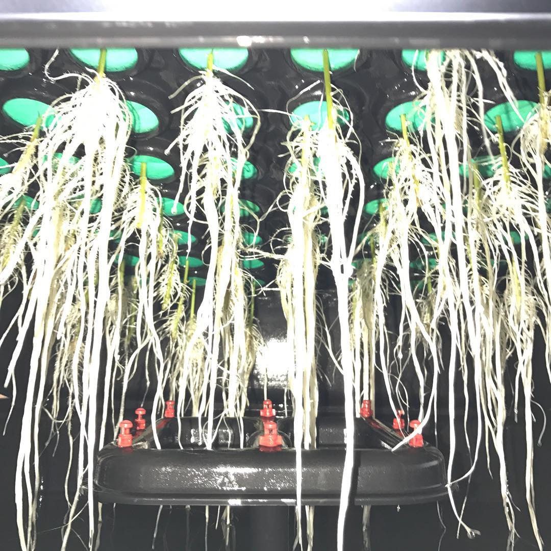 PermaClone™ 48mm filled EZ-Clone Classic system. Showing prolific roots and the inside of a cloning system.