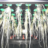 PermaClone™ 48mm filled EZ-Clone Classic system. Showing prolific roots and the inside of a cloning system.