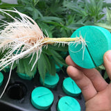 PermaClone™ 48mm holding a cutting with prolific roots. You can see a CloneKing in the background.