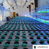 PermaClone™ 88mm Plant Collar (3.5” x 3.75", 88mm) - PermaClone