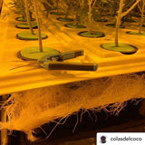 PermaClone™ 88mm Plant Collar (3.5” x 3.75", 88mm) - PermaClone